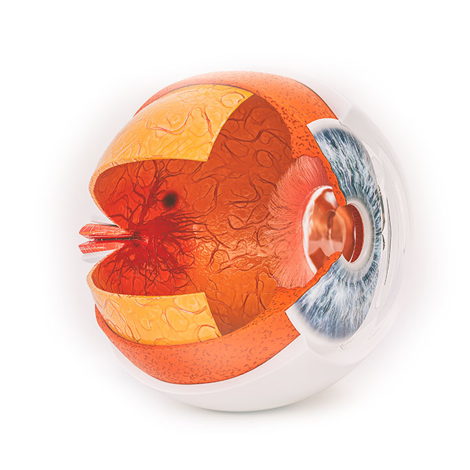 Behandeling oogaandoeningen - Visionair oogartsen